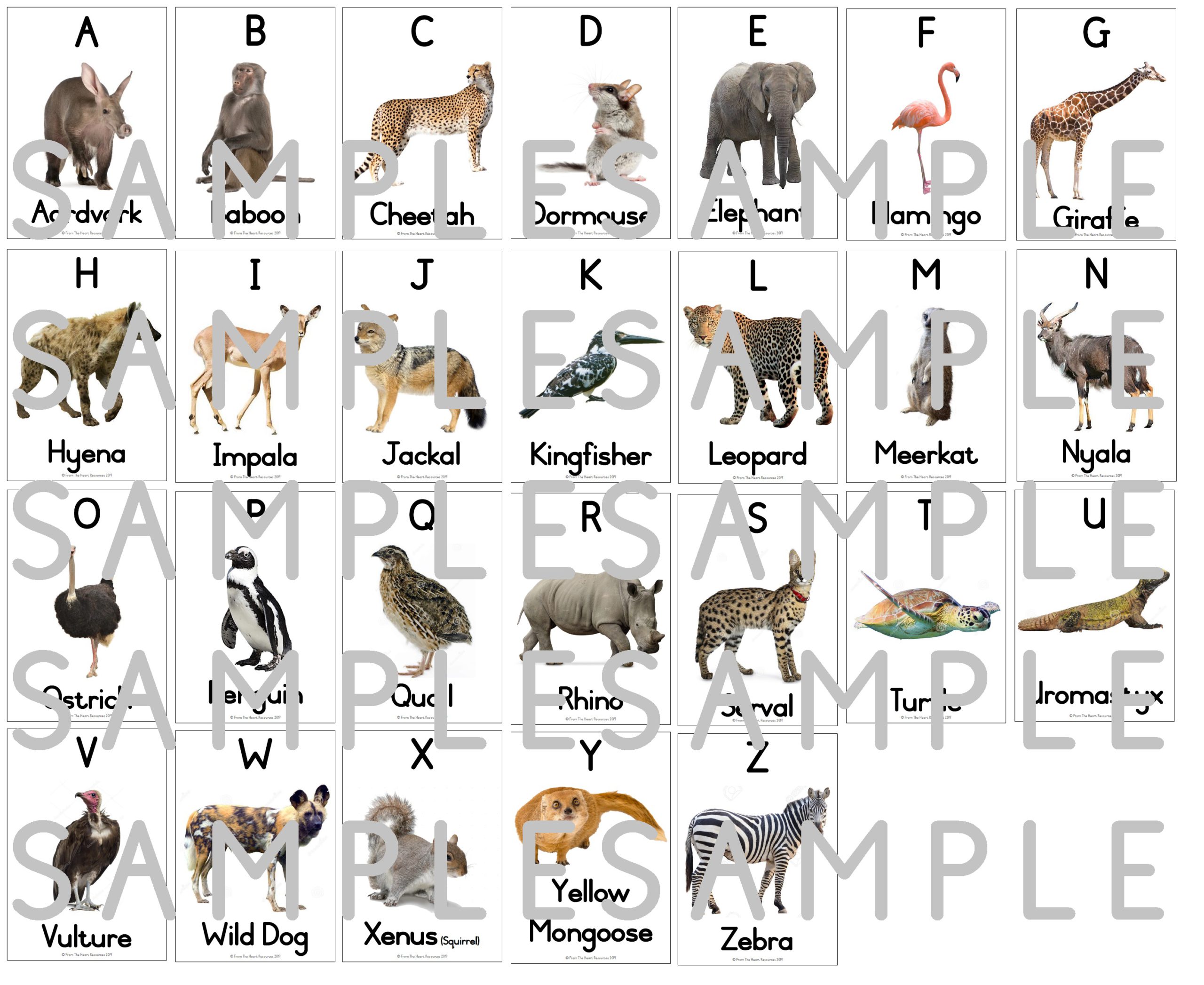 Wild Animals Themed English – Alphabet (A-Z) • Teacha!