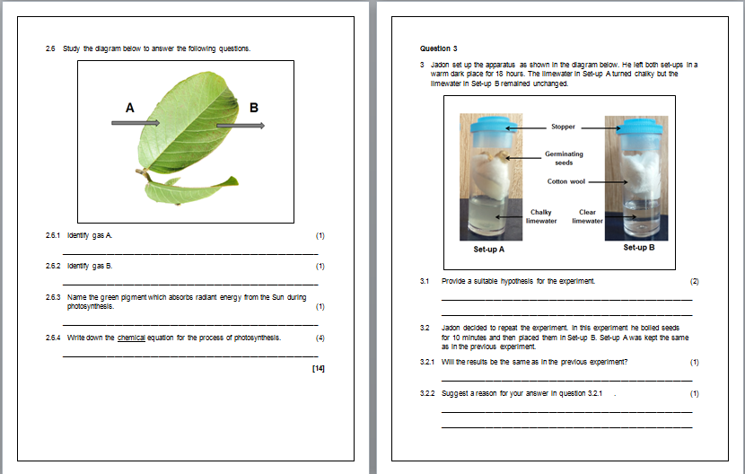 grade-8-photosynthesis-and-respiration-test-term-1-teacha