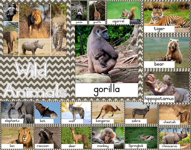 Theme Wall Poster Set – Wild Animals • Teacha!