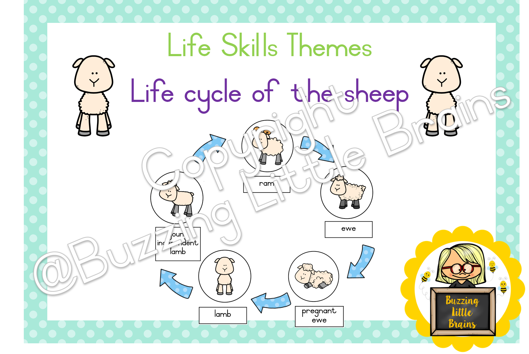 life-skills-themes-life-cycle-of-the-sheep-teacha