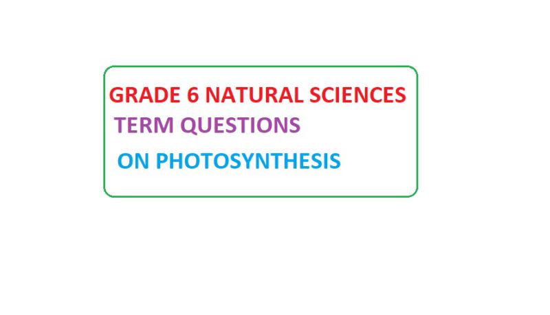 33605-TERM 1 PHOTOSYNTHESIS TERM QUESTIONS