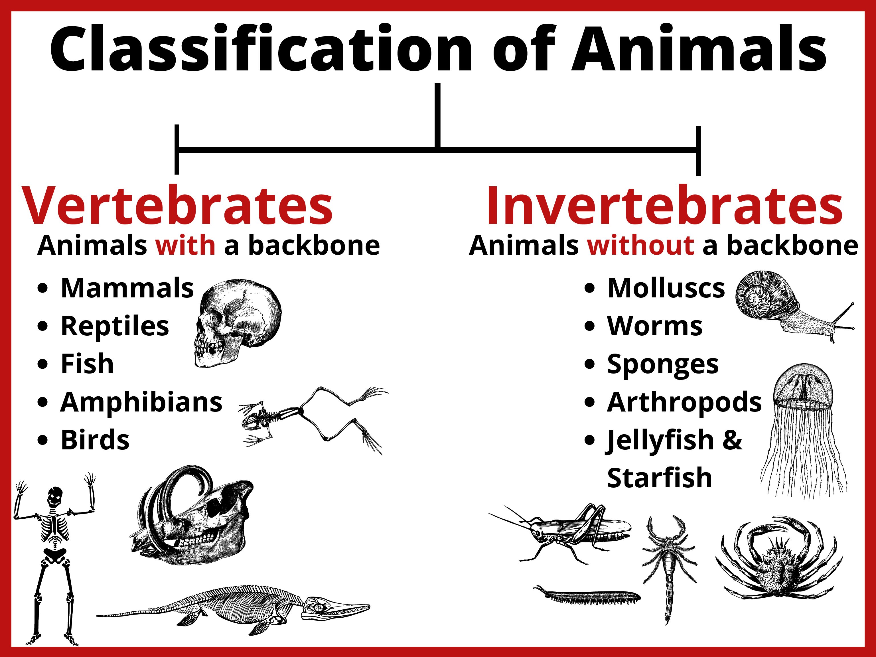 Classification of Animals Poster • Teacha!