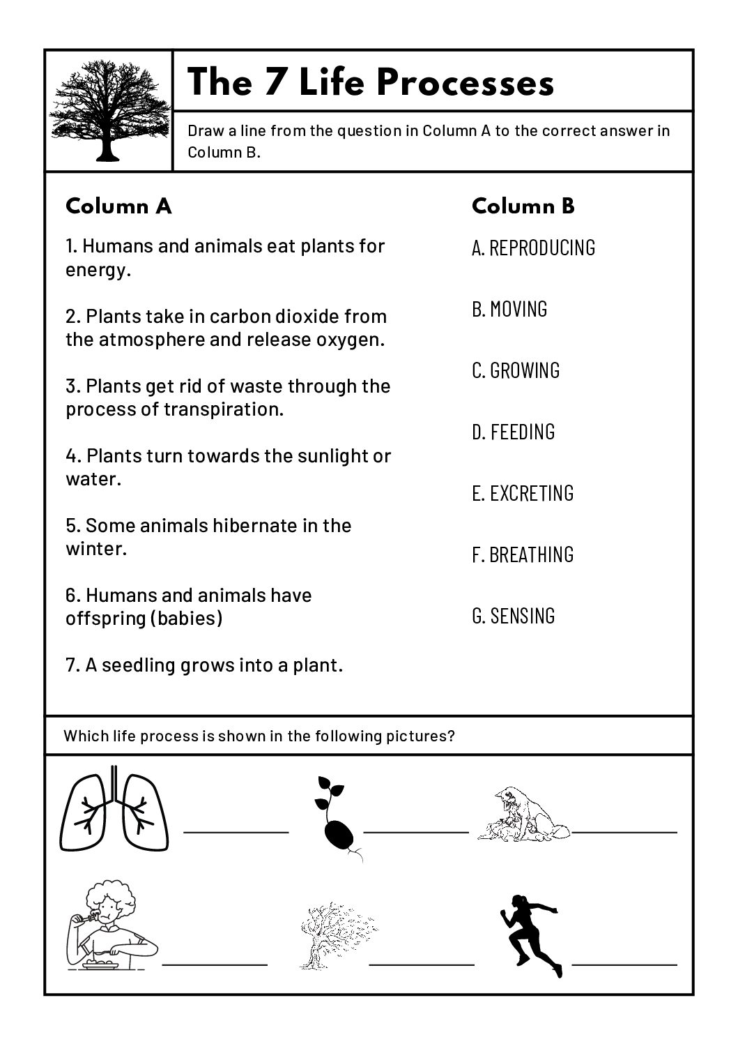 Natural Sciences & Technology – Grade 4: Worksheets • Teacha!