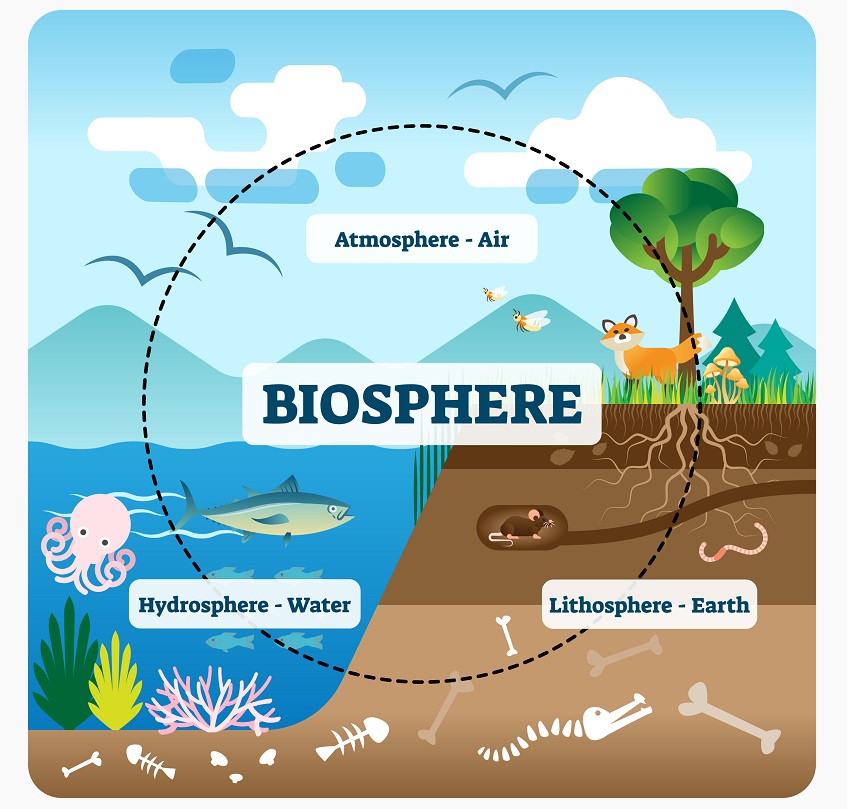 35548 Biosphere illustration Teacha