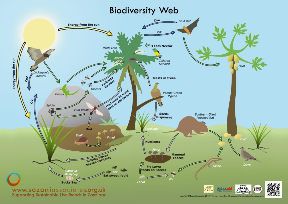 35548 biodiversity loss feature image Teacha