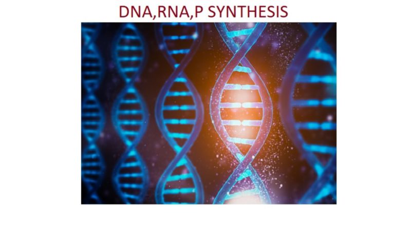33605-DNA,RNA,P SYNTHESIS