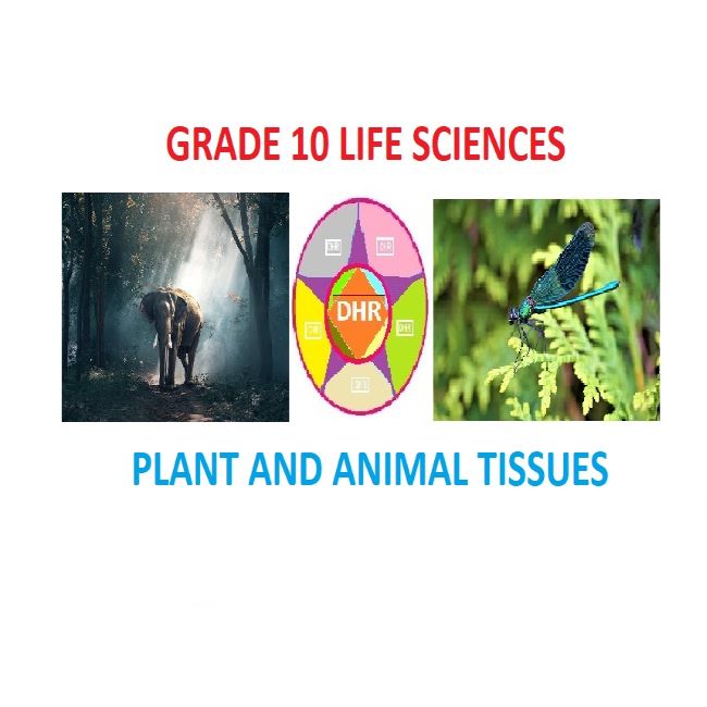 GRADE 10 LIFE SCIENCES TERM QUESTIONS ON PLANT AND ANIMAL TISSUES WITH  MEMORANDUM • Teacha!
