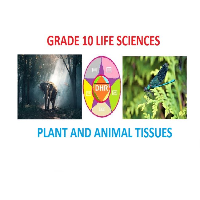 GRADE 10 LIFE SCIENCES TERM QUESTIONS ON PLANT AND ANIMAL TISSUES WITH MEMORANDUM • Teacha! GRADE 10 LIFE SCIENCES TERM QUESTIONS ON PLANT AND ANIMAL TISSUES WITH MEMORANDUM • Teacha!