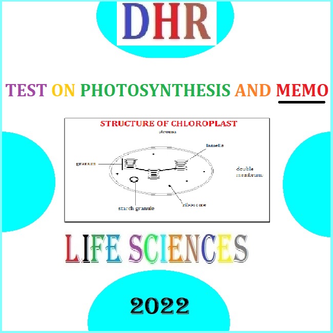 grade 11 photosynthesis assignment