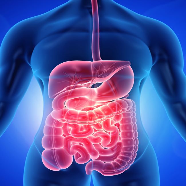 Grade 9 Human digestive system in animated PowerPoint. • Teacha! Grade 9 Human digestive system in animated PowerPoint. • Teacha!