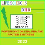 33605 DNARNA AND P SYNTHESIS PPT Teacha