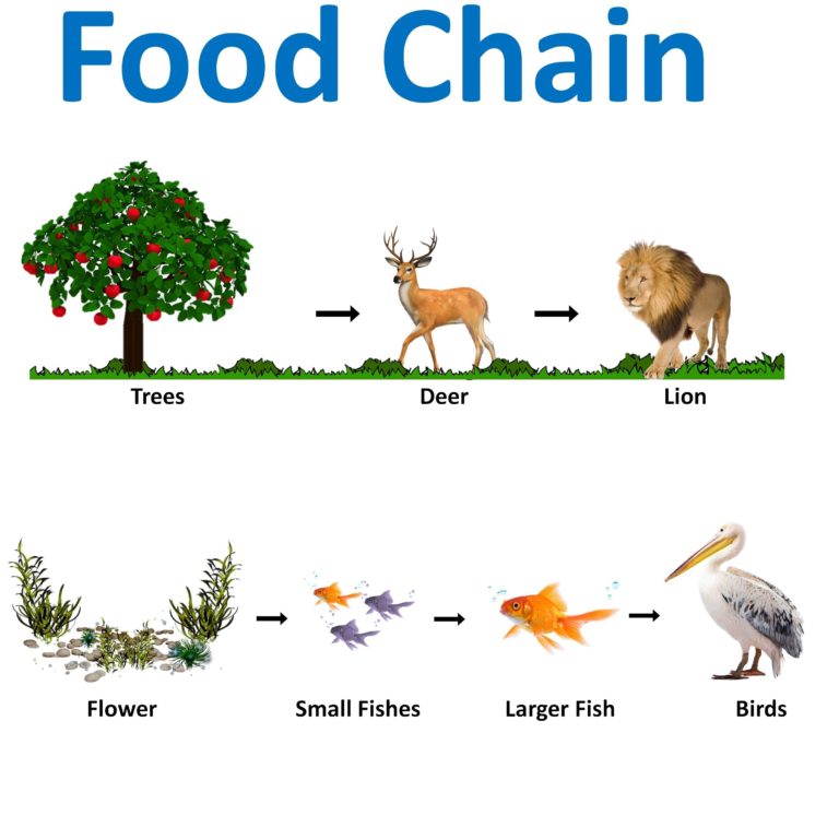 82154-food-chains-vs-food-web---teachoo 1